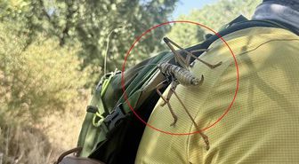 SON DAKİKA: Çekirge istilası mı var, Tarım ve Orman Bakanlığı ne açıklama yaptı? Hangi şehirlerde çekirge istilası var, neler yapılmalı?