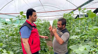 Sulu tarım mevsimlik tarım işçiliğini bitirdi