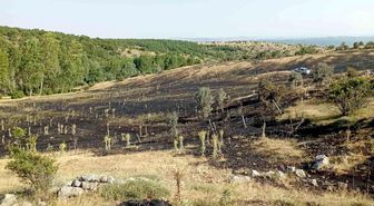 Tokat'ta örtü yangını: 15 dönüm ekili arazi küle döndü