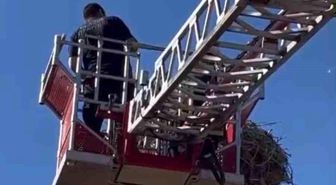 Yavru leylek ekipler tarafından yuvasına konuldu