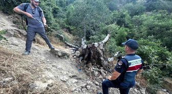 Ağaç yangını korkuttu