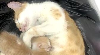 Anne kedi yavrularıyla Sosyal Yardımlaşma Vakfı'na sığındı