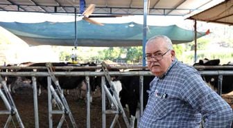 Aydın'da çöl sıcakları inekleri strese soktu; ahırlar vantilatör ile serinletiliyor
