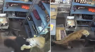 Dükkana giren leopar dehşet saçtı! O anlar anbean kaydedildi