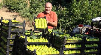 Dünyanın ilk incirinde son hasat bereketi