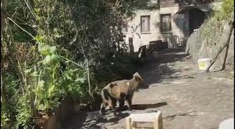 Rize'de Yavru Ayı Ev Halkı Tarafından Beslendi