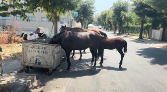 İstanbul'da başıboş atlar tehlikeye davetiye çıkarıyor
