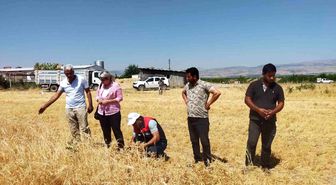 Malatya'da 500 ton nohut rekoltesi bekleniyor