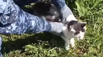 Rusya’da cezaevine uyuşturucu taşıyan kedi yakalandı