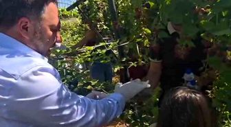 Siirt'te özel bireyler ve çocuklar böğürtlen hasadında buluştu