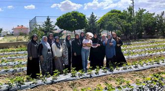 ADEM projesinde ilk çilek hasadı yapıldı