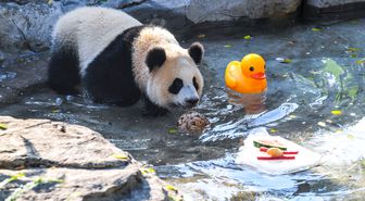 Chongqing'de Hayvanlar İçin Yaz Serinletme Önlemleri