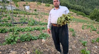 Çekirgeler üreticinin kabusu oldu