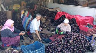 Coğrafi işaretli Kapıdağ mor soğanında hasat tamamlandı