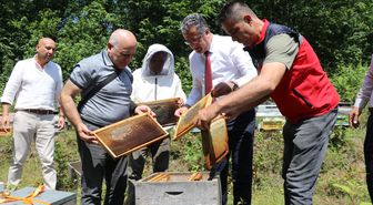 Samsun’da coğrafi işaretli Salıpazarı kestane balında hasat başladı