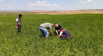 İpsala'da Dolu Zararı: Hasar Tespit Çalışmaları Başlatıldı