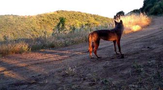 Ganos Dağı'nda Yaban Hayatı Fotokapanlarla Kayıt Altına Alındı