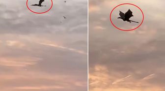 Gökyüzünde beliren dev ejderha paniğe neden oldu! Gerçek sonradan ortaya çıktı
