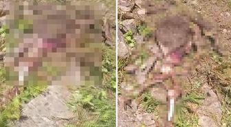 Gümüşhane'de kaybolan ineği ayı parçaladı