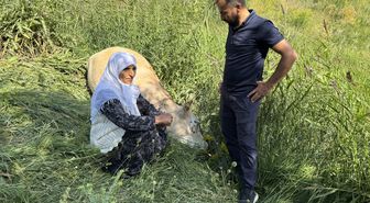 Köylü kadına hayırseverlerden 2 inek ve 2 buzağı hediyesi
