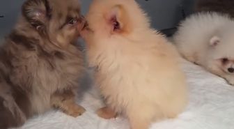 Kapıkule'de kaçak köpek operasyonu
