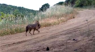 Karaca, kurt, porsuk ne ararsan var... Ağzında karaca taşırken görüntülendi