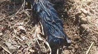 Elazığ'da köstebek sanıldı, kör fare çıktı