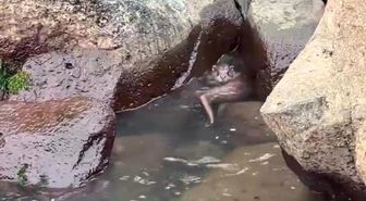 Ordu'da kayalıkların arasında avlanan su samuru görüntülendi
