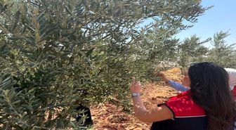 Şırnak'ta zeytin bahçelerinde hasar tespit çalışmaları başlatıldı