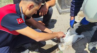 Sivas'ta aşırı sıcak leyleğe baygınlık geçirtti: Yardımına itfaiye koştu
