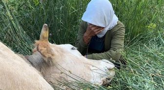 Çaresizliğin fotoğrafı: İneğine sarılıp saatlerce ağladı