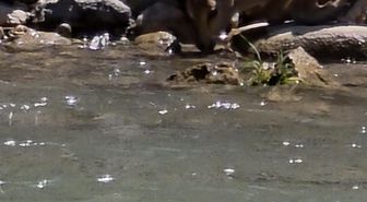 Tunceli'de koruma altındaki dağ keçileri görüntülendi