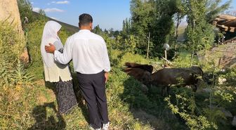 İneği ölen aileye 2 inek ve buzağı yardımı