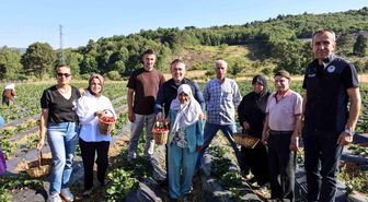 Vali Sözer, huzurevi sakinleriyle çilek hasadı yaptı