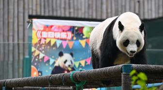 Tianjin Hayvanat Bahçesi Dev Panda Xi Le'nin 13. Doğum Gününü Kutladı