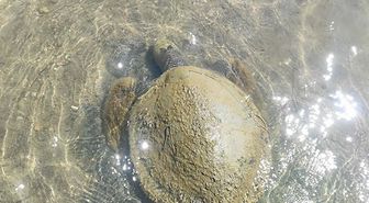 Ayvalık'ta Sahilde Ölü Caretta Caretta Bulundu