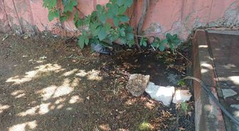 Bingöl'de Sıcaktan Bunalan Güvercin Su Birikintisinde Serinledi