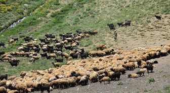 Faraşin Yaylası'nda bol yağış süt verimini artırdı