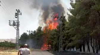 Gaziantep'te orman yangını kontrol altında