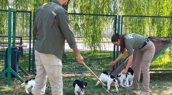 Gümrüklerin Yeni Muhafızları: Springer Spaniel Yavruları Göreve Hazırlanıyor