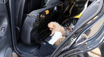 Kapıkule'de Koltuğa Gizlenmiş 5 Yavru Köpek Ele Geçirildi