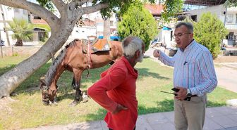 Mersin'de bitkin düşen at koruma altına alındı