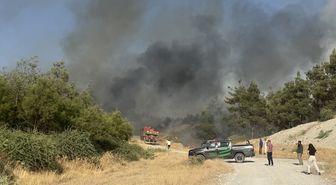 Şanlıurfa'da otluk yangını ormana sıçradı