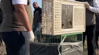 Kerkenez Yavruları Doğaya Döndü