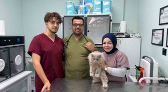 Sokak kedisi veteriner kliniğini birbirine kattı
