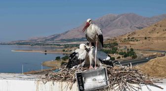 Anadolu’da leyleklerin göç hazırlığı