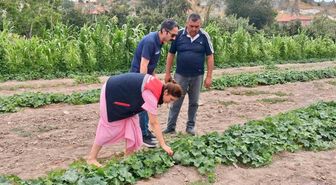 Barbunya ve kornişon salatalık da hastalık ve zararlı denetimi