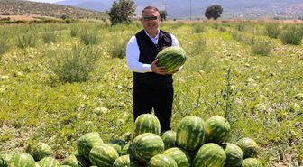 Bilecik’te 62 bin tonluk karpuz hasadı bekleniyor