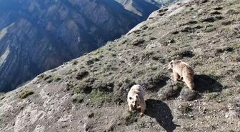 Erzincan’da ayı saldırısında yaralanan kişi ameliyata alındı