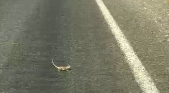 Kahramanmaraş’ta bukalemuna yol veren sürücü güldürdü